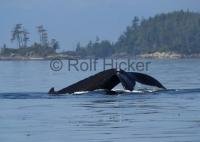 Scenic Pictures with a Humpback Whale