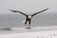 Stock photo of Sea Eagle
