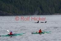 Image of sea kayaking of Vancouver Island with orca whales in Johnstone Strait