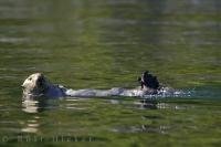 A sea otter enjoys a morning swim in Nootka Sound on Vancouver Island, BC, Canada.