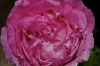 A close up of a single pink rose which is gradually opening in the village of Loarre in Aragon, Spain.