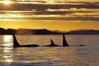 At sunset off Northern Vancouver Island in British Columbia, Canada three Killer Whales decide it is time to do a little sleeping.