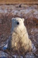 During the onset of winter in Churchill, Manitoba in Canada, a Polar Bear sits amongst the brush with sleepy looking eyes.