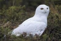 A male snowy owl identified by its almost pure white plumage on the ground near Churchill, Manitoba, Canada.