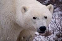 A portrait of a tired looking polar bear sow nearing the end of her summer fast in Hudson Bay, Manitoba, Canada.