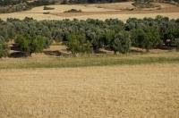 Beautiful fields are lined with olive trees that are grown in Zaragoza, Aragon in Spain, Europe.
