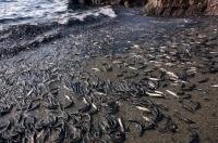 As it is time for spawning for the Capelin Fish, millions of them move in along the beach at Admiral's Point in Newfoundland Labrador.