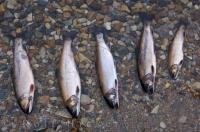 A line of speckled trout caught from a good day of fishing near the Tuckamore Lodge in Main Brook, Newfoundland in Canada.