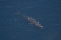 Aerial Stock Photo of a Sperm Whale of the kaikoura coast