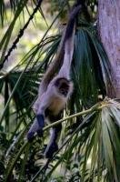 A threatened species in the wild due to the lack of protected habitat, the Spider Monkey is breeding well at the Auckland Zoo in New Zealand.