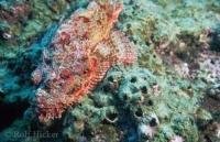 Stock photo of a spotted scorpionfish photographed in the amazing underwater world of the galapagos islands.