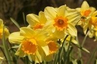 Part of the collection of spring flowers, daffodils at the Cullen Gardens and Miniature Village in Whitby Ontario Canada