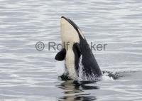 Stock photo of Springer, aka A73 returning to Northern Vancouver Island