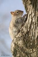 Photo of a gray squirrel running up a tree