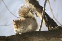 A gray squirrel looking down from a tree