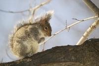 Cute looking squirrel on a branch feeding on a cold winter day.
