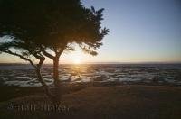 A beautiful sunset silhouette of a lone tree long the coast line of the St Lawrence River in Quebec, Canada.