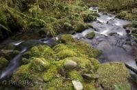 The water from a stream converges from two channels in the Queets River Area on the Olympic Peninsula of Washington.