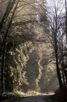 A photo of rays of sun light shining through the rainforest of the Queets River Area in the Olympic National Park of Washington, USA.