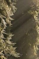 The late afternoon rays of the sun shine through the rainforest canopy in the Olympic National Park of Washington, USA.