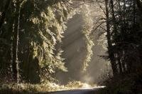 The sun rays stream in through an opening in the forest canopy in the Queets River Area on the Olympic Peninsula in Washington.
