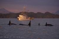 Soft pinks paint the evening sky during sunset as a pod of Orcas leisurely swim through Weynton Passage.