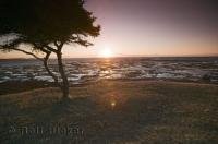 A tree is silhouetted in the light recreated by the sunset on the banks of the St Lawrence River in Quebec, Canada.