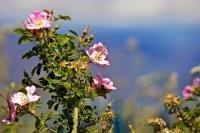 Bright pink flowers on the Sweet Briar plant bloom along the lakeshore of Lake Wanaka in Central Otago, New Zealand bringing colour to the hillsides.