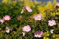 The delicate petals of the Sweet Briar flower have a pleasant light fragrance.