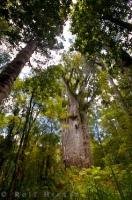 The Te Matua Ngahere, a giant Kauri tree in the Waipoua Forest on the North Island of New Zealand is an amazing sight when seen up close.