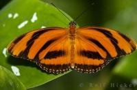 The Victoria Butterfly Gardens feature many species of Butterflies including the Tiger Butterfly.