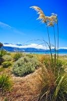 A small clump of toetoe with three plumes graces the beautiful beach of Kaikoura on the South Island of New Zealand.