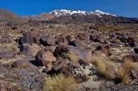 The volcanic plateau of Mt Ruapehu stands in the background near Whakapapa in Tongariro National Park on the North Island of NZ.