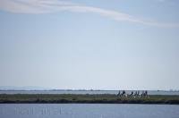 A great way to travel to remote spots in the Camargue is on horse back with a guide. Explore the marshes, wildlife, and scenery of the Camarge in Provence, France.