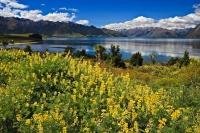An aggressive plant introduced to New Zealand, tree lupins grow prolifically in Central Otago along the shores of Lake Hawea and Wanaka on the South Island of New Zealand.