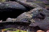 The Tuatara is an endangered species of reptile and you can view them at the Auckland Zoo in New Zealand.