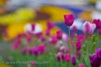 Vibrant and strong tulips adorn the front of the Niagara Parks Floral Clock along the Niagara River Parkway in Queenston, Ontario. Tulips are a very colorful flower and come in a variety of shades, often very bright and bold colours.