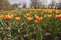 The tulips at the annual Ottawa Tulip Festival in Ontario never fail to bloom and for the many visitors.