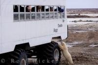 Intrigued by the a massive tundra buggy full of tourists, a cute little polar bear cub thoroughly checks it all out.