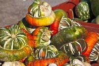 The turban squash (pumpkin) which is often used for cooking is easy to identify by it's typical turban shaped top.