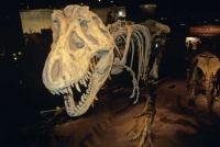 A skeleton of a tyrannosaurus rex at the Royal Tyrrell Museum of Palaeontology in Drumheller, Alberta, Canada.