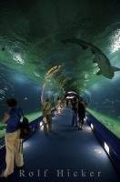 Take a journey through this underwater world at L'Oceanografic in the City of Valencia in Valencia, Spain in Europe.