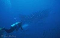 Diver is following a Whale Shark in the waters of the Galapagos Islands
