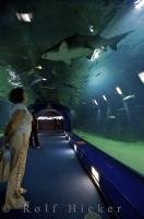 A large shark swims above your head in this underwater tunnel at L'Oceanografic in Valencia, Spain in Europe.