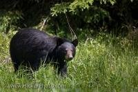 This black bear, proper name Ursus americanus, is the most common bear species in North America. It can be found all the way from Alaska to Mexico, and this bear in particular is grazing on lush green grass near the town of Red Lake in Ontario.