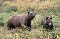 Grizzly Bear also called ursus arctos horribilis walking through colourful autumn tundra in Alaska