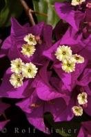 The Bougainvillea flowers grow exceptionally well in the ideal climate of Oliva, Valencia in Spain, Europe.