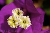 The climate in Oliva Nova, Valencia in Spain is ideal for a Bougainvillea to grow and flourish into a beautiful purple, yellow and white flower.