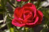 A red rose is a favorite flower to the residents of Oliva Nova in Valencia, Spain in Europe.