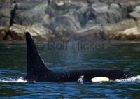 Orca whale seen on a whale watching tour off Vancouver Island in British Columbia, Canada